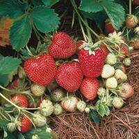 เมล็ดพันธุ์ Strawberry สายพันธุ์ Ozark Beauty 50 เมล็ด เมล็ดพันธุ์นำเข้าจาก ยุโรป