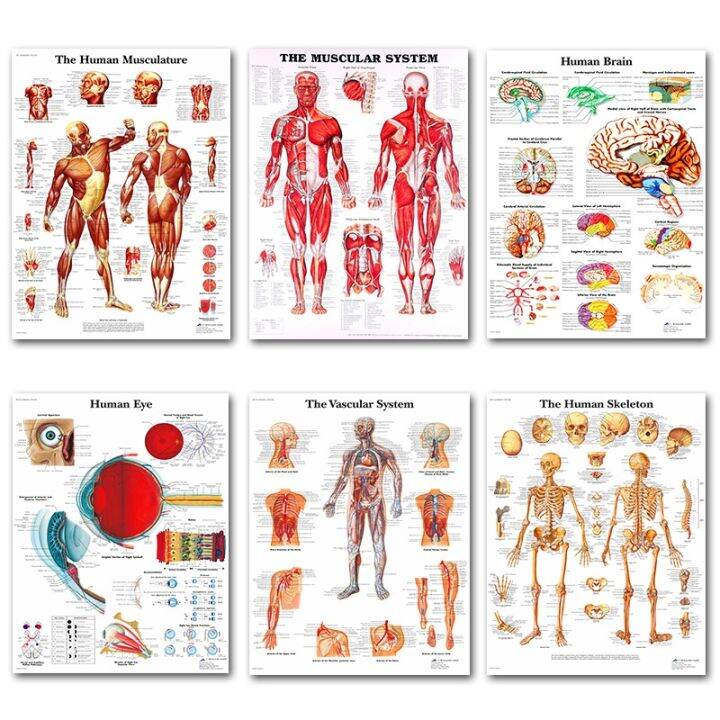 human-anatomy-muscles-system-art-poster-print-body-map-silk-wall-pictures-for-medical-education-home-decor-new