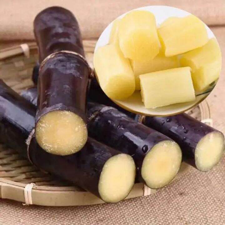 Succulent Sugar Cane Seeds Sweet Delicious Seedly sugarcane Organic