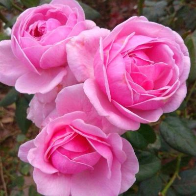 5 เมล็ดพันธุ์ กุหลาบ มอญ สีชมพู pink damask Rose Seeds ดอกใหญ่ ดอกหอม นำเข้าจากต่างประเทศ พร้อมคู่มือ เมล็ดสด ใหม่