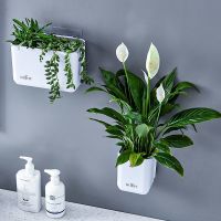 [COD] Wall-mounted white simple lazy hydroponic flower green radish potted plastic succulent