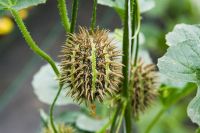 10 เมล็ดพันธุ์ Home Plant Seed แตงกวาเงาะ หรือแตงกวาป่า(กินได้) ornamental cucumber Seed มีคู่มือพร้อมปลูก อัตรางอก 80-85%