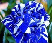 30 เมล็ด เมล็ดพันธุ์ กุหลาบ สตาร์แอนด์สไตร้พส์ Tiger Striped Rose Seed สี ขาว-ฟ้า ดอกใหญ่ นำเข้าจากต่างประเทศ มีคู่มือการปลูก