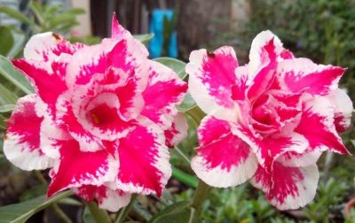 12 เมล็ด เมล็ดพันธุ์ ชวนชม สายพันธุ์ไต้หวัน ดอกสีชมพู Adenium Seeds กุหลาบทะเลทราย Bonsai Desert Rose ราชินีบอนไซ อัตรางอกสูง 70-80%