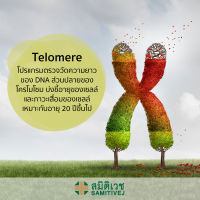 [E-Voucher] Telomere - โปรแกรมตรวจวัดความยาวของ DNA ส่วนปลายของโครโมโซม - สมิติเวชศรีนครินทร์