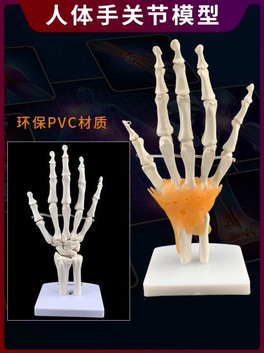 human-body-joints-bone-elbow-wrist-ankle-bone-shoulder-knees-hip-bone-attached-to-the-ligament-of-medical-teaching-toys-model