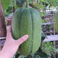 เมล็ดพันธุ์ บวบหอมแอปเปิ้ล (Apple Luffa Seed) บรรจุ 10 เมล็ด คุณภาพดี ราคาถูก ของแท้ 100%