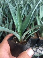 ? ถอดรากส่ง-ต้นกล้า Agave (Non Var) # ต้นอากาเว่ # ต้นป่าศรนารายณ์ # พืชทนแล้ง # ต้นกล้าอากาเว่ # พืชทนแล้ง # อากาเว่ ของมีพร้อมส่ง เก็บเงินปลายทาง ?