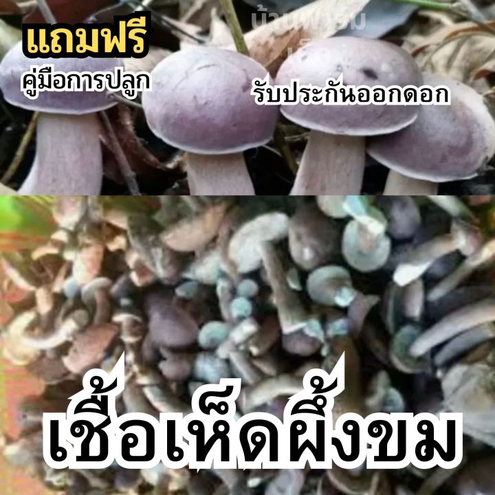 เชื้อเห็ดผึ้งขม-หรือ-เชื้อเห็ดยูคาลิปตัส-เชื้อเห็ด-แบบผง