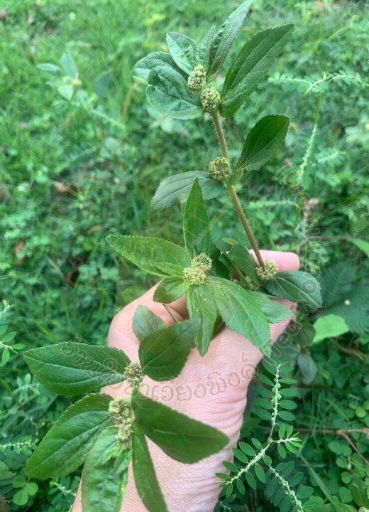 ชาน้ำนมราชสีห์-ใบชาเวียงพิงค์-garden-spurge-ขนาด-15-ซองชา-สมุนไพรน้ำนมราชสีห์-บรรเทาอาการน้ำในหูไม่เท่ากัน-เวียนหัว-บ้านหมุน-ช่วยกระตุ้นระบบภูมิคุ้มกันในร่างกาย