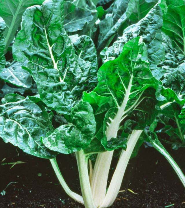 สวีทชาร์ด-เขียวเข้ม-swiss-chard-seed-เมล็ดพันธุ์สวิสชาร์ด-บรรจุ-20-เมล็ด-10-บาท