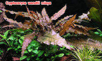 Cryptocoryne ​wendtii​ mioya คริปมิโอย่า พร้อมปลูก ต้นไม้น้ำตกแต่งตู้ปลา ***กรุณาอ่านรายละเอียดก่อนสั่งซื้อ***