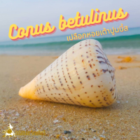 Andaman seashell เปลือกหอย หอยเต้าปูนบี้ส (Conus betulinus )