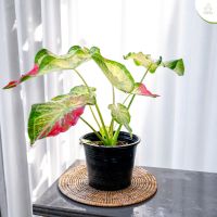 Treeno.9 T127 ชายชล - ไม้มงคล (Caladium Bicolor) กระถาง 6 นิ้ว / สูง 25-30 ซม. / ไม้ประดับ ใบสวยงาม (ต้นไม้)