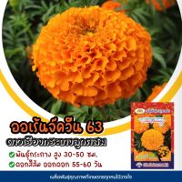 เมล็ดดอกดาวเรืองกระถาง ออเร้นจ์ควีน63 ดอกสีส้ม F-1 Marigold ตราภูเขาทอง เมล็ดพันธุ์ดอกดาวเรือง เมล็ดดาวเรือง เมล็ดดอกไม้ เมล็ดดอกดาวเรือง