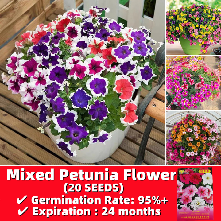 Original Mixed Petunia Seeds Easy Grow Philippines 20 Seeds Dwarf