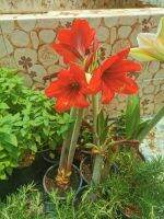 2หัว/ชุด Amaryllis (Hippeastrum) ว่านสี่ทิศฮอลล์แลนด์พันธุ์ หัวใหญ่ 21-23ซม.ปลูกง่าย ออกดอกบ่อย (สินค้านำเข้า) ไม้มงคล ไม้สวยงาม เรียกทรัพย์.