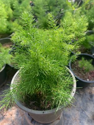 ปริกน้ำค้าง #Asparagus fern เป็นไม้ปลูกประดับสวนหย่อมในพื้นที่แสงรำไรหรือปลูกลงกระถาง พุ่มใบโปร่งละเอียดดูสวยงาม กระถาง6นิ้ว