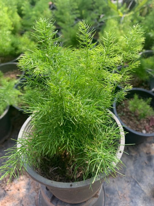 ปริกน้ำค้าง-asparagus-fern-เป็นไม้ปลูกประดับสวนหย่อมในพื้นที่แสงรำไรหรือปลูกลงกระถาง-พุ่มใบโปร่งละเอียดดูสวยงาม-กระถาง6นิ้ว