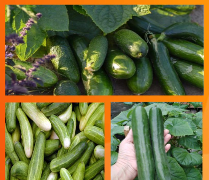 Racun serangga ulat Pokok timun (cucumber) kill cotton moth Lazada