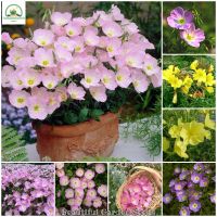 เมล็ดพันธุ์ อีฟนิ่งพริมโรส บอนสี Color Mixing Evening Primrose Flower Seeds for Planting พันธุ์ดอกไม้ ต้นไม้มงคล ต้นไม้ฟอกอากาศ บอนไซ ต้นไม้ ต้นไม้ประดับ ต้นดอกไม้สวยๆ ดอกไม้จริง เมล็ดพันธุ์พืช ของแต่งสวน (แต่ละแพ็คมี 300 เมล็ด อัตราการงอกสูง ปลูกง่าย)