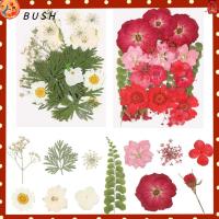 BUSH Gifts Box Manual Plant Painting Home Decor Handmade Wedding Supplies Aromatherapy Candle Pressed Dry Flower Real Artificial flowerss Natural Plants