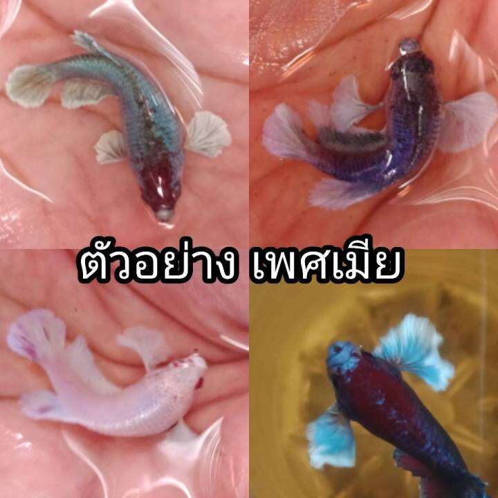 ปลากัดหูช้างdumboearชุด1คู่-2ตัว-ผู้-เมีย-มีประกัน