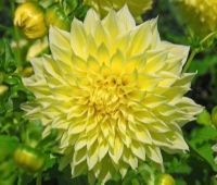 1 หัว/ออเดอร์ รักเร่ Dahlia Bulbs สายพันธุ์ Kelvin Floodlight หัวรักเร่ ดอกไม้ หัวหน่อ เหง้า นำเข้า เนเธอร์แลน หัวสดใหม่