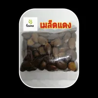 เมล็ด​พันธุ์​ เมล็ด​แดง​ ไม้แดง​ 35​ เมล็ด​ 59บาท​