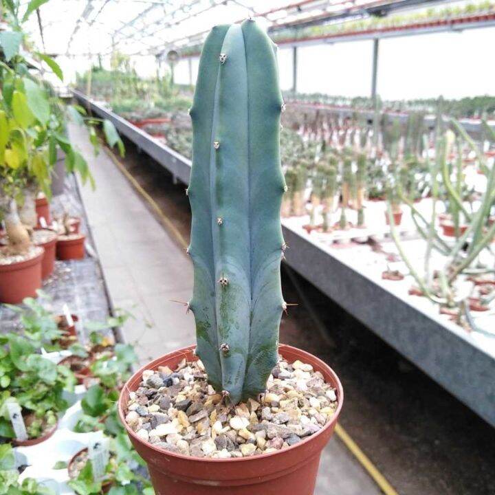 สุดคุ้ม-longsm-เพชรไม้ลำ-แคคตัส-cactus-แคคตัสตอบลู-myrtillocactus-geometrizans-10-13cm-ราคาถูก-พรรณ-ไม้-น้ำ-พรรณ-ไม้-ทุก-ชนิด-พรรณ-ไม้-น้ำ-สวยงาม-พรรณ-ไม้-มงคล