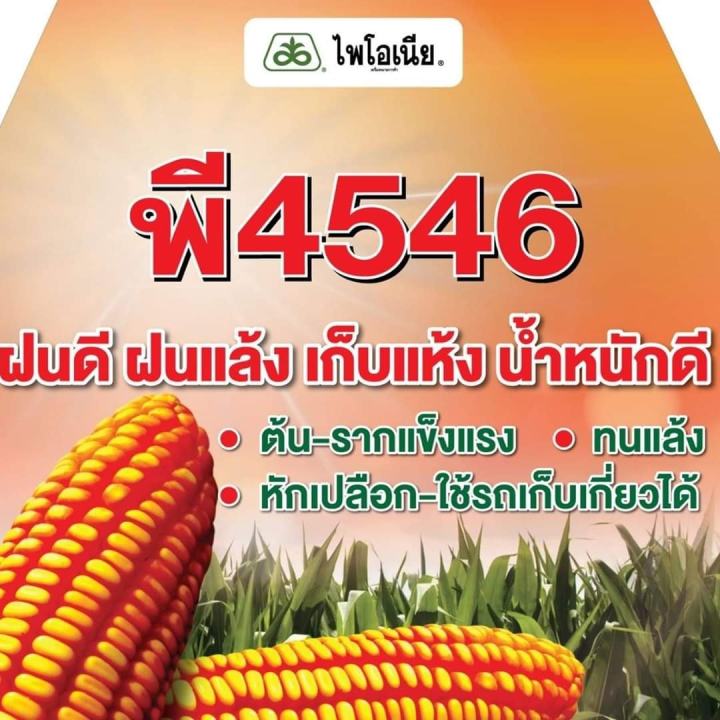 เมล็ดพันธุ์ข้าวโพดลูกผสม-ไพโอเนีย-p4546-ขนาด-3-5หุน-10-kg-ข้าวโพด-ผัก-เมล็ดพันธุ์พืช-ผักสวนครัว-พรรณไม้-พงษ์เกษตรอุตรดิตถ์