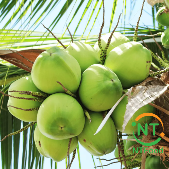 Tổng hợp các loại dừa ở Việt Nam và cách lựa chọn dừa ngọt, nhiều nước -  Vua Nệm