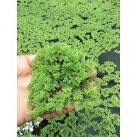 พร้อมส่ง แหนแดงแม่พันธุ์ Azolla microphylla เกรดA ราคาถูก 1 กิโล