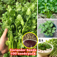 【ปลูกง่าย ปลูกได้ทั่วไทย】Coriander Seeds (Chinese Parsley/Cilantro) (1000เมล็ด/ซอง) เมล็ดพันธุ์ผัก เมล็ดผัก Vegetable Seed for Planting เมล็ดพืช ผักสวนครัว ปลูกผัก การันตีอัตรางอก Green Oak Flower Plant บอนสี ดอกไม้ เมล็ดนำเข้า ของแท้ ประเทศไทยพร้อมสต็อก