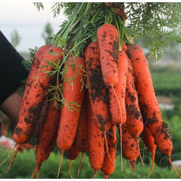 buy one, get one free, 50 seeds (not plants) Carrot Seeds Fruit Tree