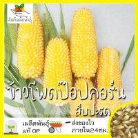 เมล็ดพันธุ์ ข้าวโพด ป๊อปคอร์น สับปะรด 15 เมล็ด Pineapple Popcorn เมล็ดพันธุ์แท้ นำเข้าจากต่างประเทศ ปลูกผัก สวนครัว โตไว