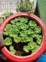 จอก (Water Lettuce) Pistia จากกุหลาบ วัชพืชน้ำใส่อ่างเลี้ยงปลา