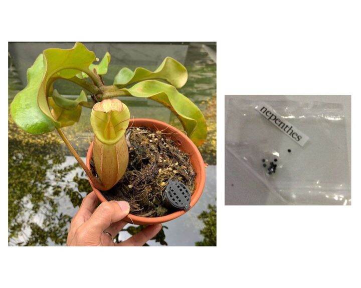 Nepenthes pitcher plant seeds 10seeds Lazada PH