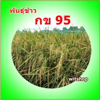 โปร พันธุ์ข้าว กข95หรือดกเจ้าพระยาชุด1กิโลกรัม