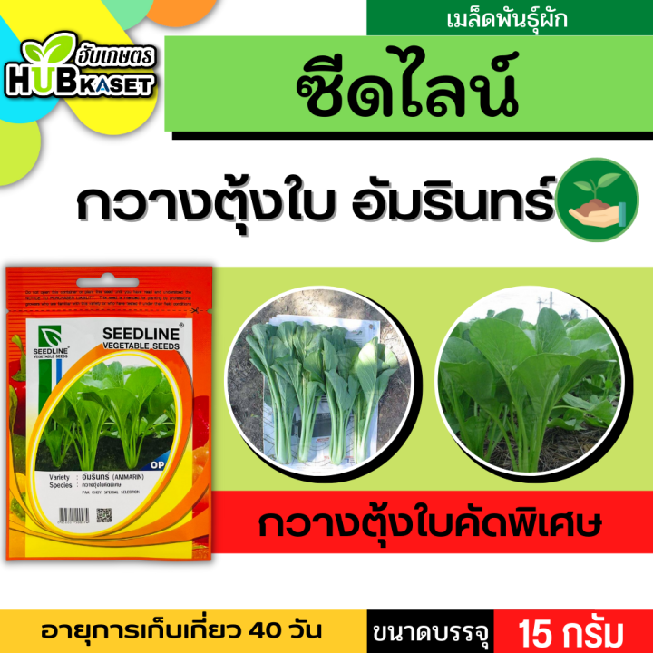 ซีดไลน์ 🇹🇭 กวางตุ้งใบคัดพิเศษ อัมรินทร์ ขนาดบรรจุประมาณ 15 กรัม อายุเก็บเกี่ยว 40 วัน