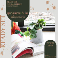 Cheerful Set-Plu Bunch ต้นพลูเลื้อย พร้อมกระถาง ชุด เซ็ทพร้อมโชว์ ของตกแต่งบ้าน สุดคุ้ม แจกัน ราคาต่อ 1 ชุด