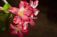 12 เมล็ด เมล็ดพันธุ์ ชวนชม สายพันธุ์ไต้หวัน ดอกชั้นเดียว Adenium Seeds กุหลาบทะเลทราย Desert Rose ราชินีบอนไซ อัตรางอก 80-90% มีคู่มือปลูก