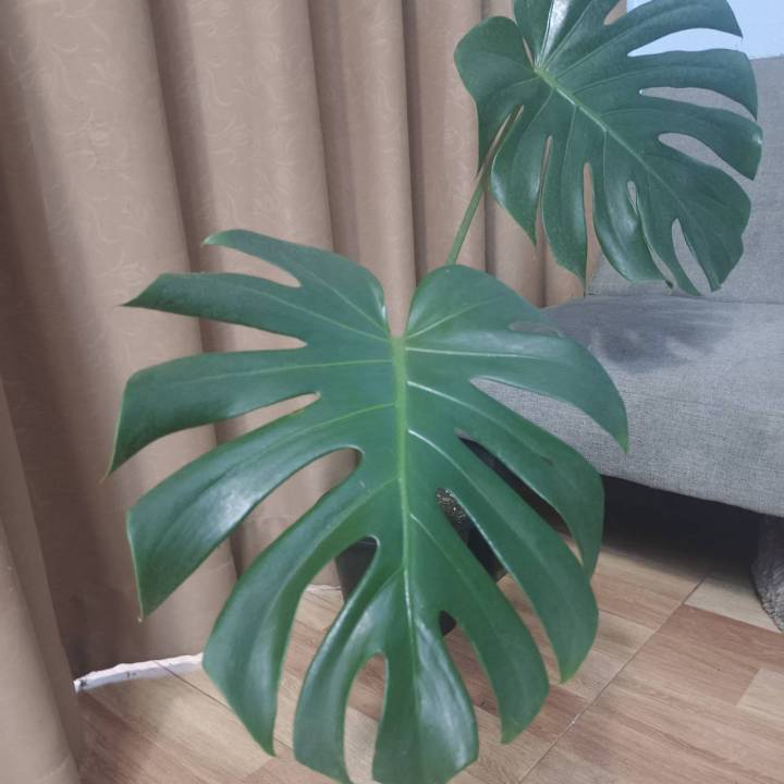 ต้นมอนสเตอร่า-monstera-ไม้ฟอกอากาศ-ปลูกในบ้านได้-พร้อมกระถางขนาด6นิ้ว