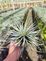 Tillandsia Houston ทิลแลนเซีย ฮูสตัน #รากอากาศ #airplant #tillandsia