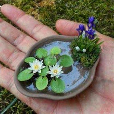 8 เมล็ด สีขาว เมล็ดบัว บัวญี่ปุ่น บัวญี่ปุ่นแคระ เมล็ดเล็ก ดอกดกทั้งปี ของแท้ 100% Lotus Waterlily Seed มีคู่มีวิธีปลูก รหัส 006