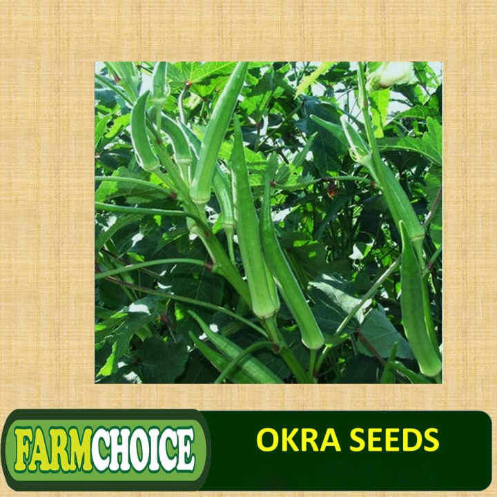 OKRA VEGETABLE SEEDS (4050 seeds) Smooth Green Variety Lazada PH