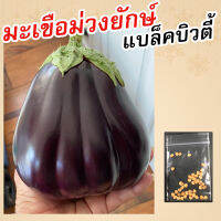 เมล็ดมะเขือม่วงยักษ์ 20เมล็ด - แบล็คบิวตี้ Black Beauty Eggplant Seeds