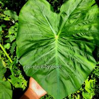 Colocasia Green heart giant จัดส่งแบบล้างรากตัดใบ