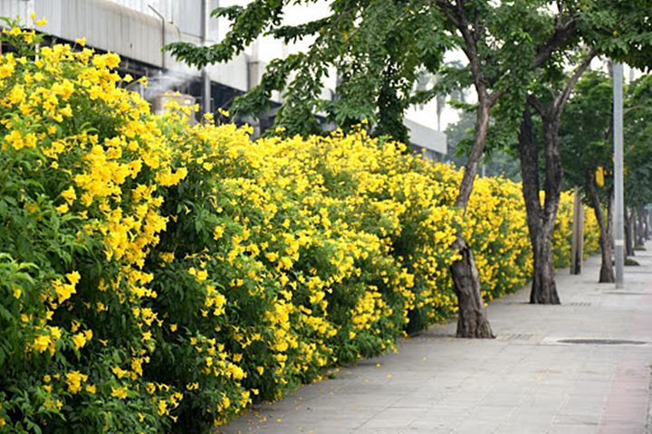 ขายส่ง-100-เมล็ด-เมล็ดทองอุไร-yellow-elder-มีชื่ออื่นว่า-พวงอุไร-สร้อยทอง-ดอกละคร-ไม้มงคลเสริมโชคลาภ-ไม้ดอกไม้ประดับ-ทองอุไรสีส้ม-ทองอุไรแคระ