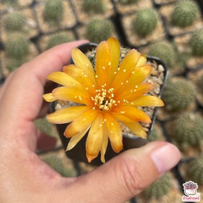 HOT** โลบิเวีย ดอกเหลือง Lobivia Arachnacantha แคคตัส เพชร cactus&amp;succulent ส่งด่วน พรรณ ไม้ น้ำ พรรณ ไม้ ทุก ชนิด พรรณ ไม้ น้ำ สวยงาม พรรณ ไม้ มงคล